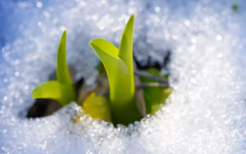 今日小寒,午夜精品久久久午夜电影网站机祝大家节日快乐