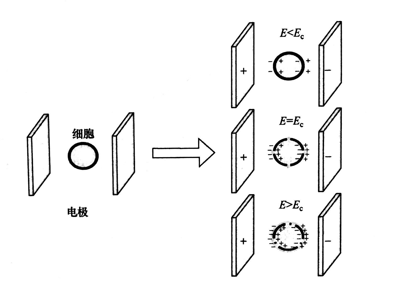 PEF等离子处理的基本原理和典型模型，午夜精品久久久等离子体清洗机介绍