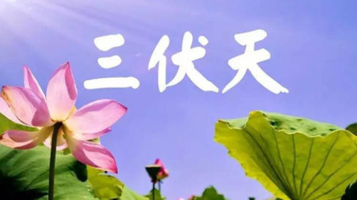 入伏，或开启蒸煮模式-午夜精品久久久午夜电影网站机